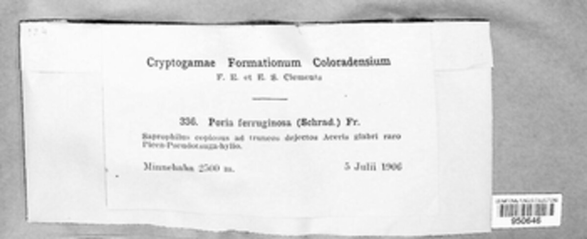 Poria ferruginosa image